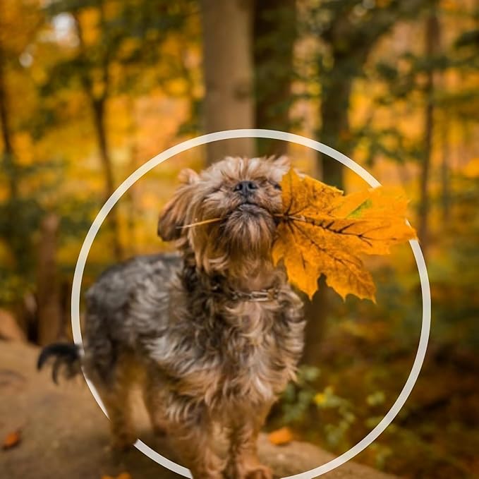 1.5mm Duro with Center Plate | Stainless Dog Training Collar for Small Breeds | 8'' Micro Prong Collar | Dogs 6-26lbs | No-Pull Collar | Behavior Aid