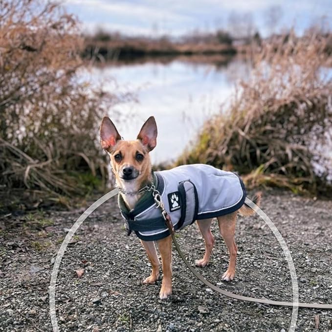 1.5mm Duro with Center Plate | Stainless Dog Training Collar for Small Breeds | 8'' Micro Prong Collar | Dogs 6-26lbs | No-Pull Collar | Behavior Aid